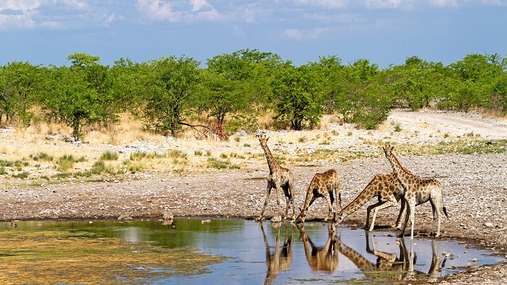 Jour 9 : Parc d'Etosha 