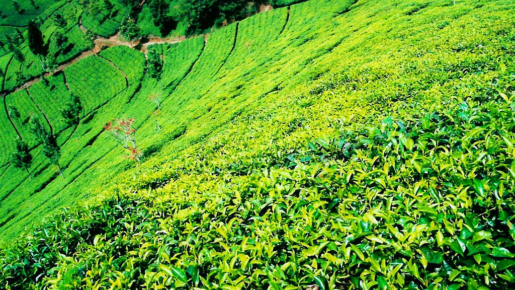 Jour 3 : Bogor / Bandung