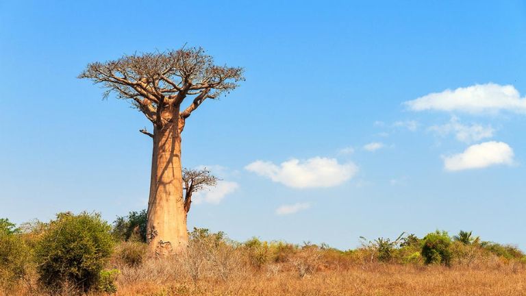 Baobab - Madagascar