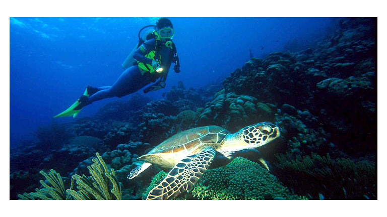 Htel Leverick Bay Resort aux les Vierges, plonge