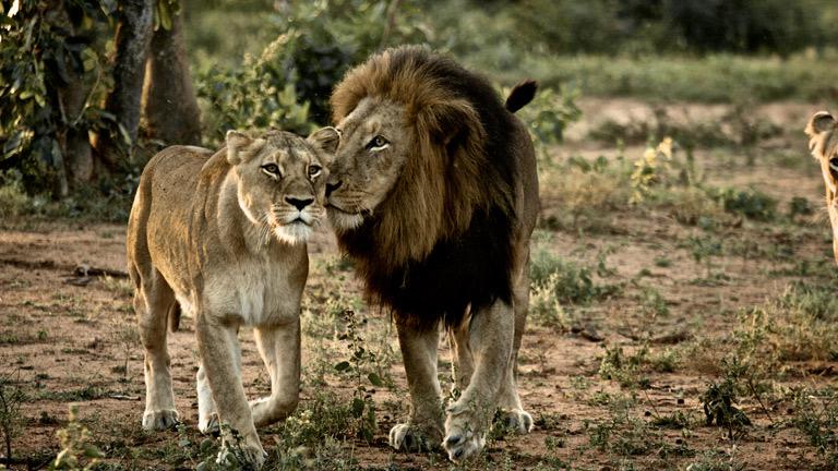 L'Essentiel de l'Afrique du Sud