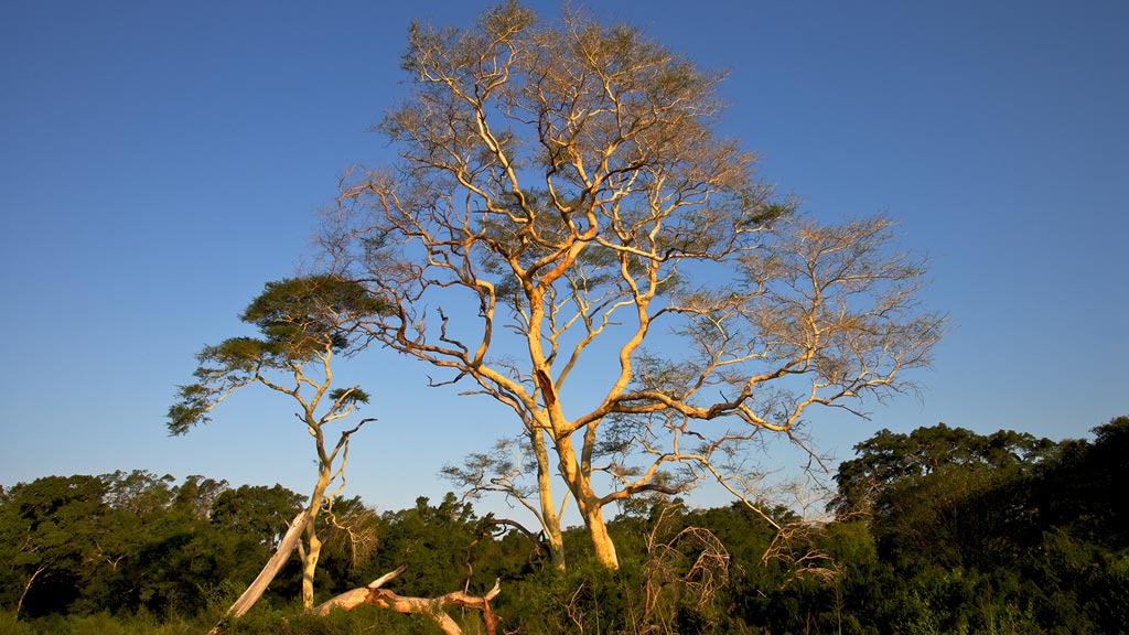 Jour 4 : Hluhluwe / Mkuze ou Pongola