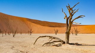 Jour 8 : Parc dEtosha