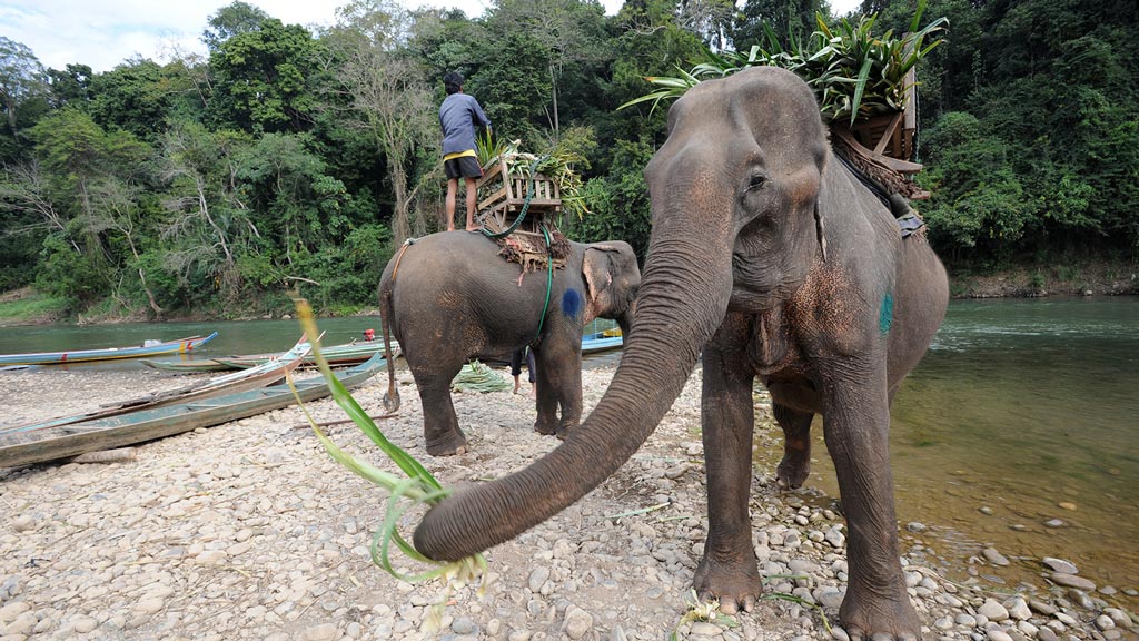 Jour 14 : Ile de Khong / Bangkok