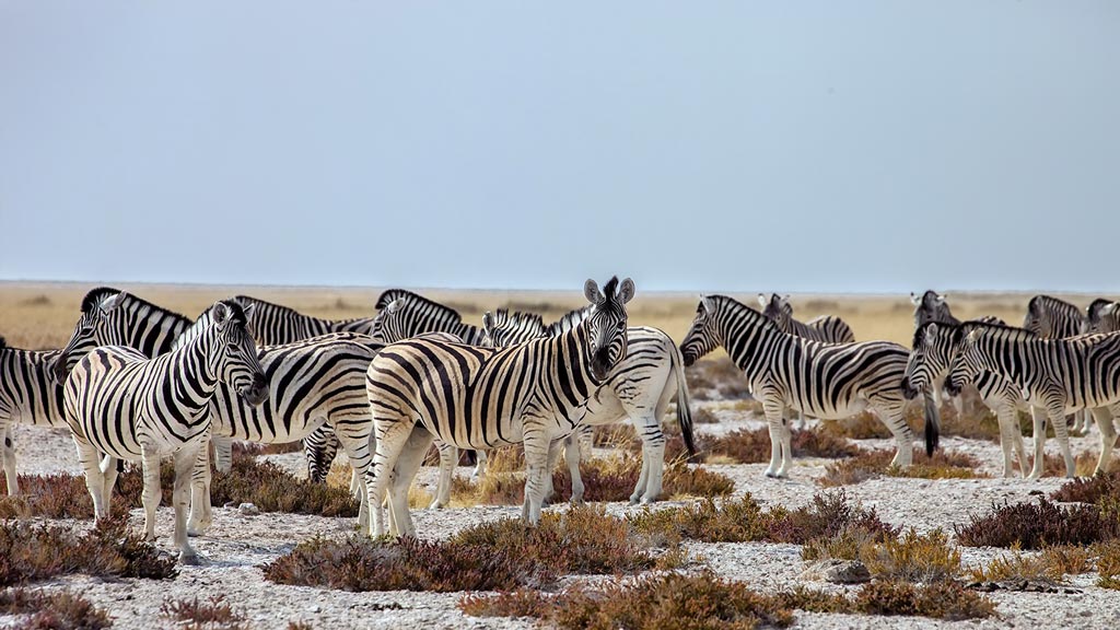 Jour 4 : Etosha