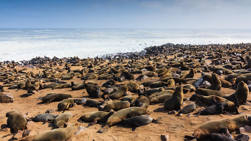 Jour 6 : Twyfelfontein / Swakopmund
