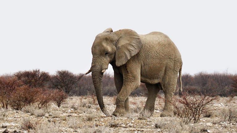 Parc d'Etosha