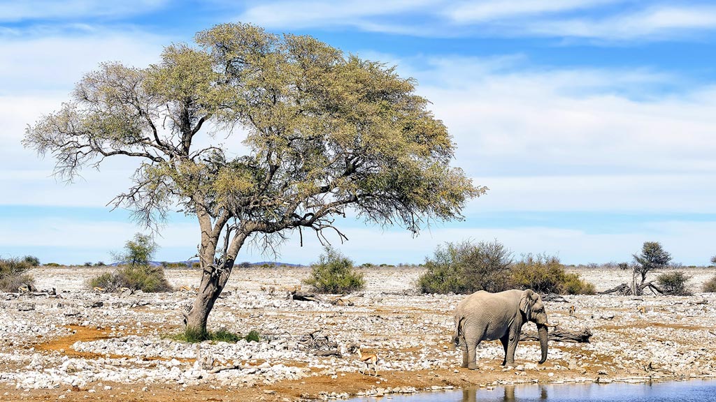 Jour 4 : Etosha