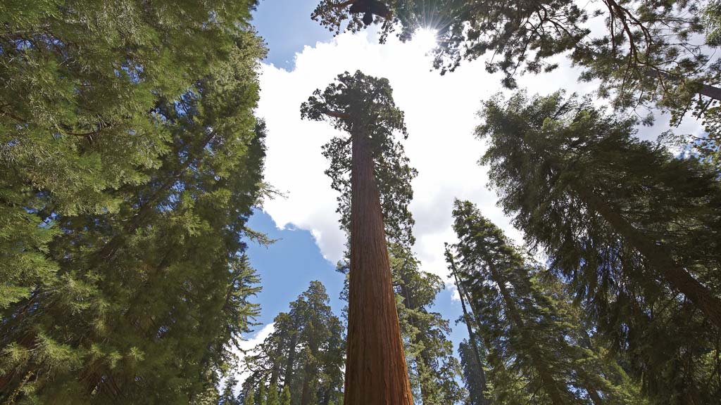 Jour 11 : Death Valley / Visalia - 367 Km - 3h50 de route