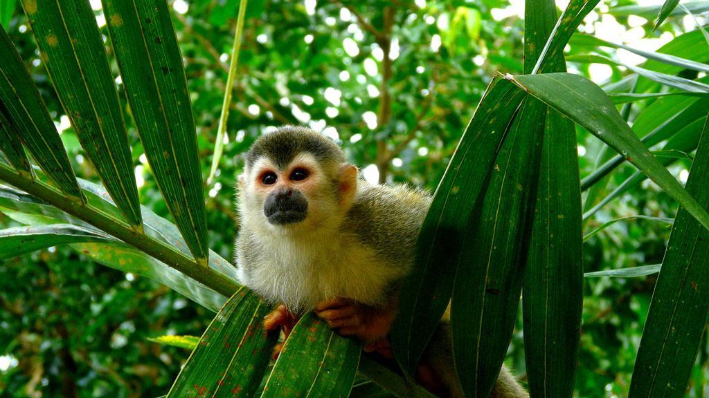 Dcouverte du Costa Rica 10 jours / 8 nuits