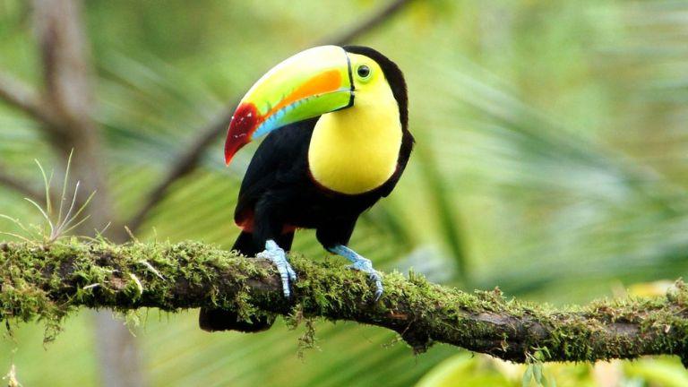 Costa Rica : Au paradis vert   14 jours / 12 nuits