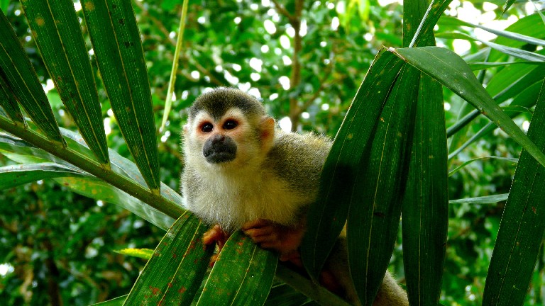 Jour 4 : Tortuguero / Sarapiqui