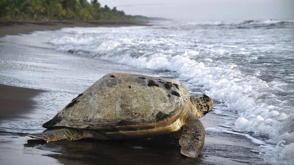 Tortuguero National Park