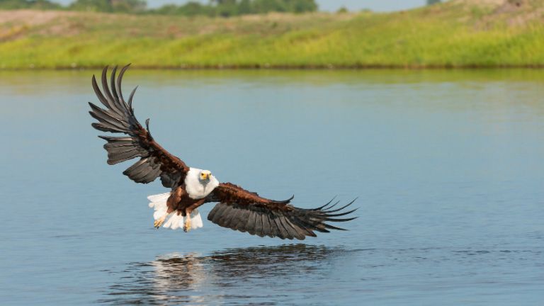 Jours 10 & 11 : Nord du parc National de Chobe