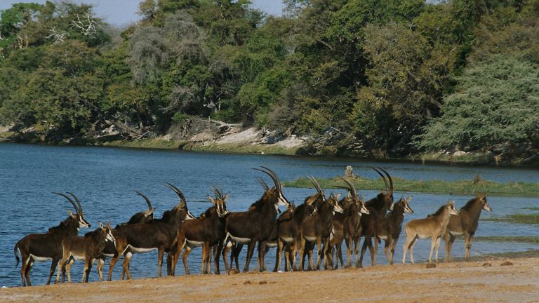 Jours 9 : Parc National de Chobe Sud (Savute / Zwei Zwei)