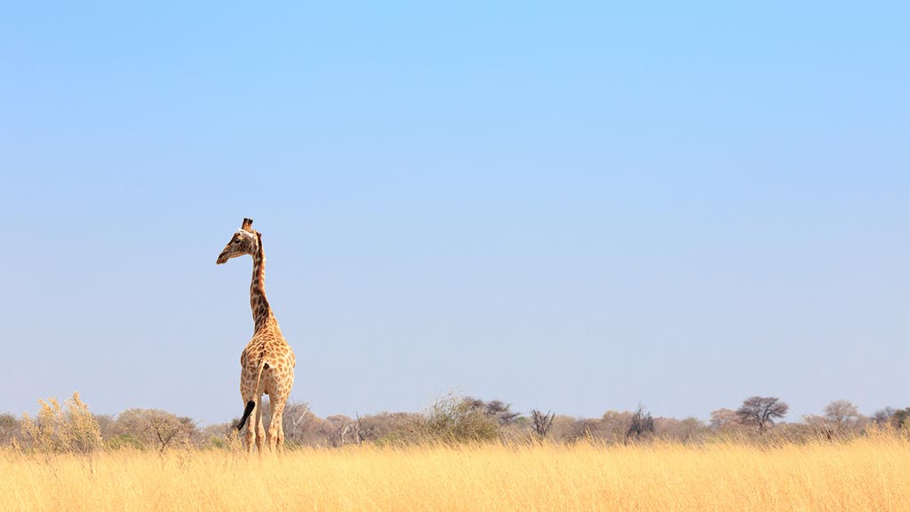 Jours 6  8 : Rserve de Moremi / Xakanaka / 3rd Bridge et Khwai