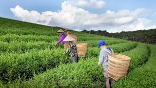 Jour 7 : Excursion  Bavi Ecotour