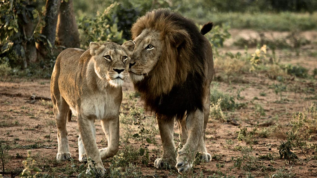 Jour 5 : Parc Kruger (ou Rserve prive de Makalali)