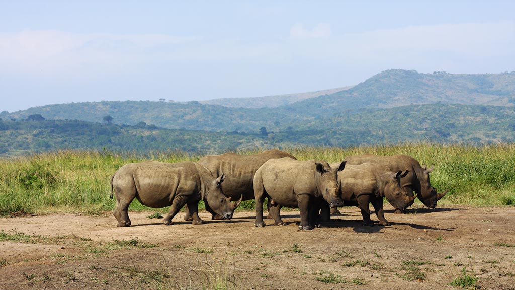 Jour 8 : Hluhluwe / Durban