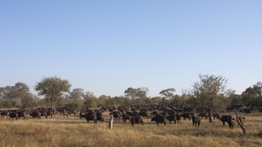 Jour 2 : Johannesburg / Sabie