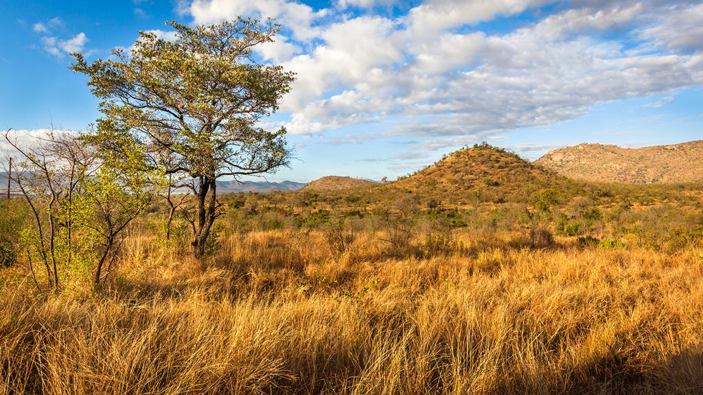 Jour 5 : Graskop / Parc Kruger