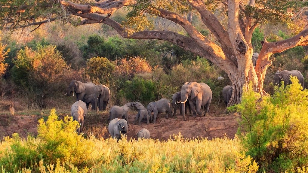 Jour 6 : Parc Kruger