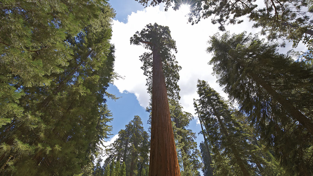 Sequoia National Park