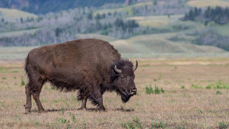 Jour 6 : Yellowstone / Jackson Hole - 203 Km - 2h34 de route