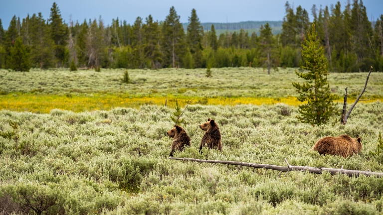 Observation de la faune sauvage au parc Yellowstone