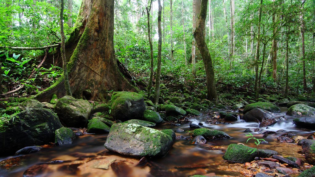 Jour 6 : Kuala Lumpur / Taman Negara
