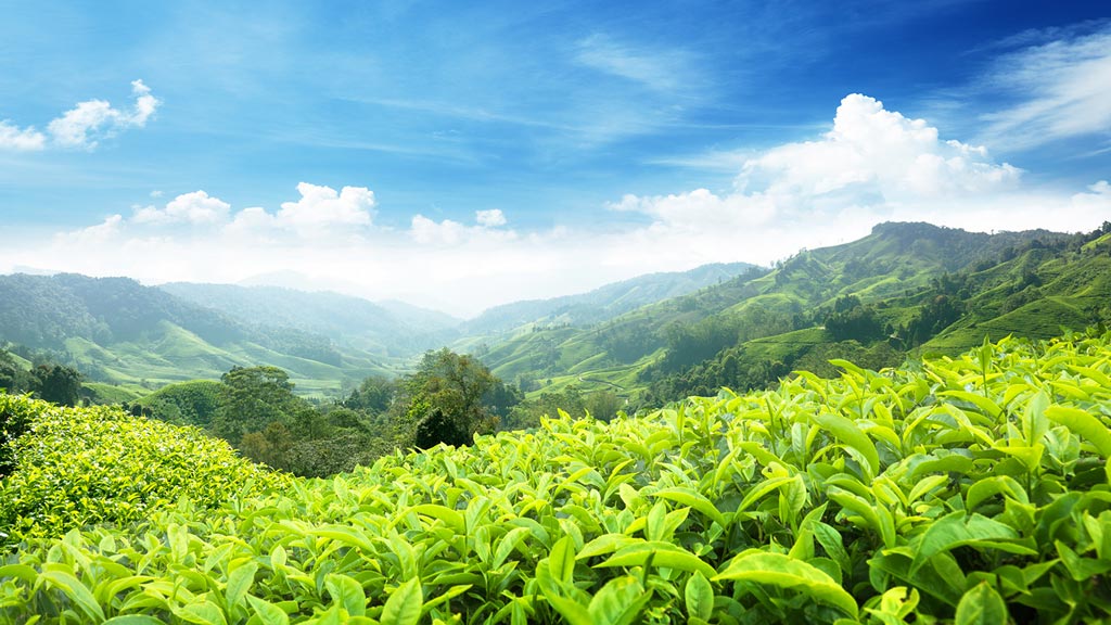 Cameron Highlands, plantation de th�
