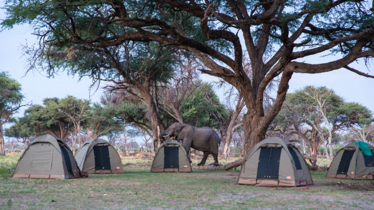 Camp dans la brousse - Safari Botswana