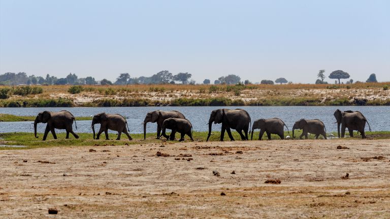 Jour 15: Sud du Parc national de Chobe (Savute / Zwei Zwei)