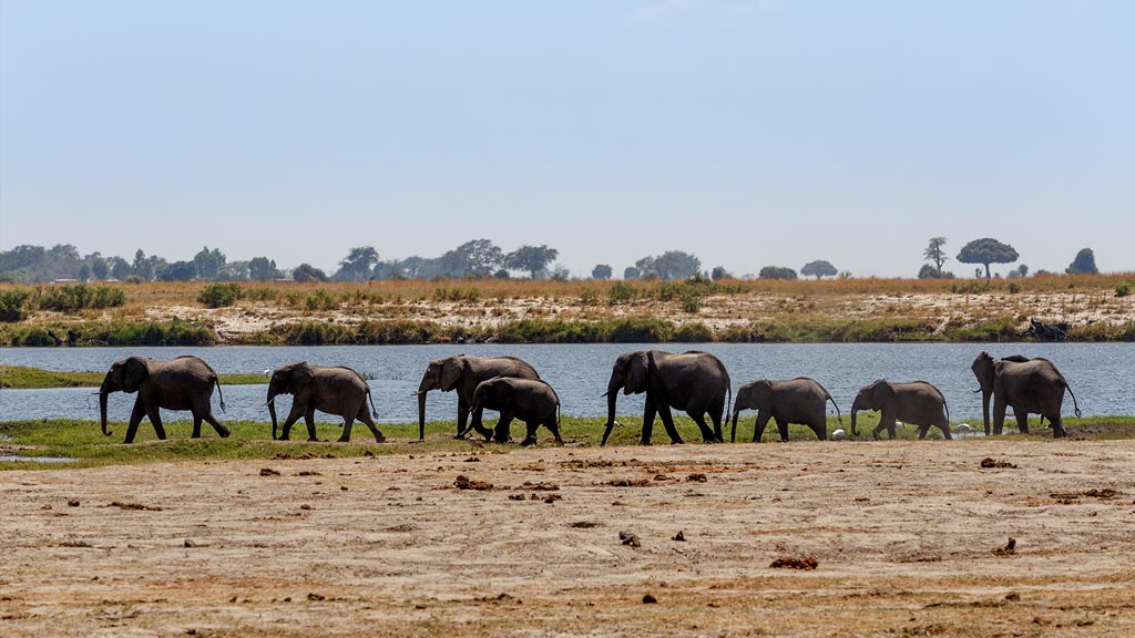 Parc national de Chobe