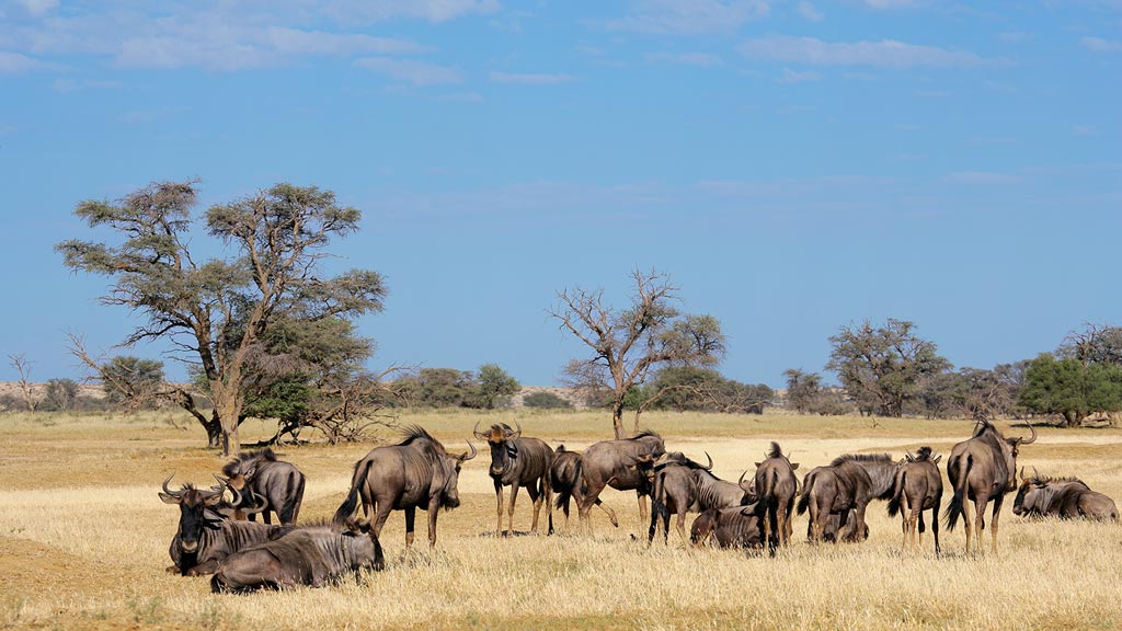 Rserve Naturelle du Kalahari