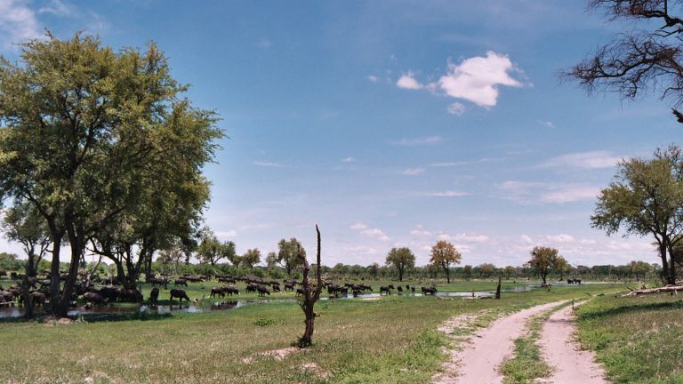 Jour 12  14 : Rserve de Moremi / Xakanaka / 3rd Bridge et Khwai