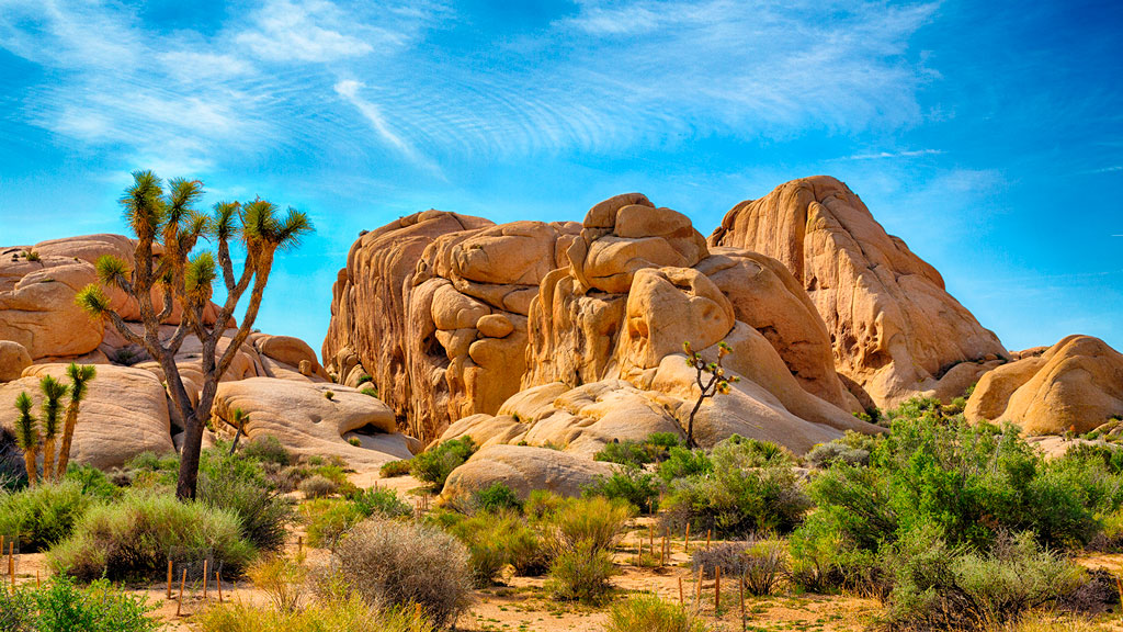 Joshua Tree National Park