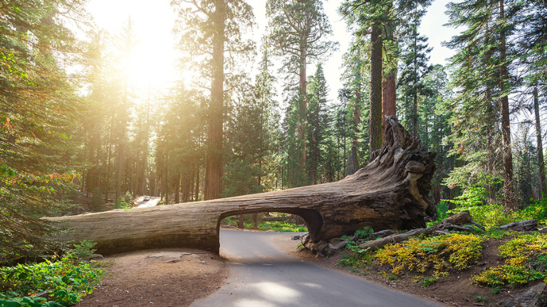 Jour 14 : Death Valley / Sequoia National Park - 367 Km - 3h45 de route