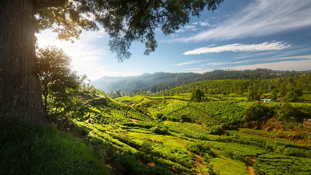 Jour 7 : Kandy / Gampola / Nuwara Eliya