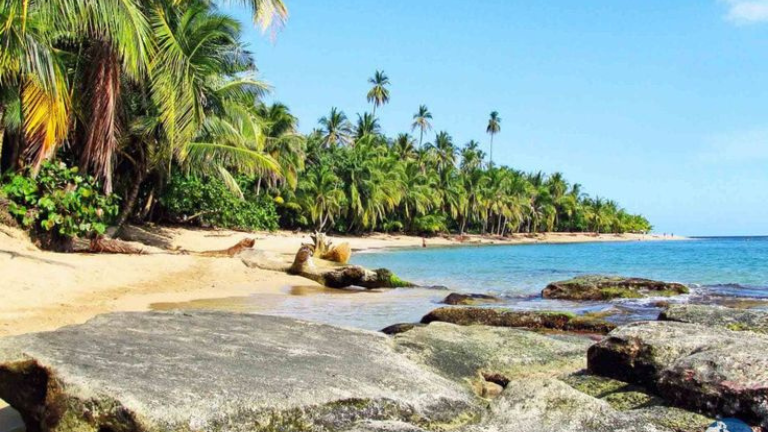 Jour 5 : Tortuguero / Puerto Viejo - Cahuita