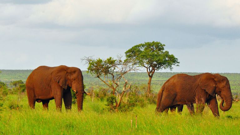 Jour 6 et 7 : Rserve Prive du Parc Kruger