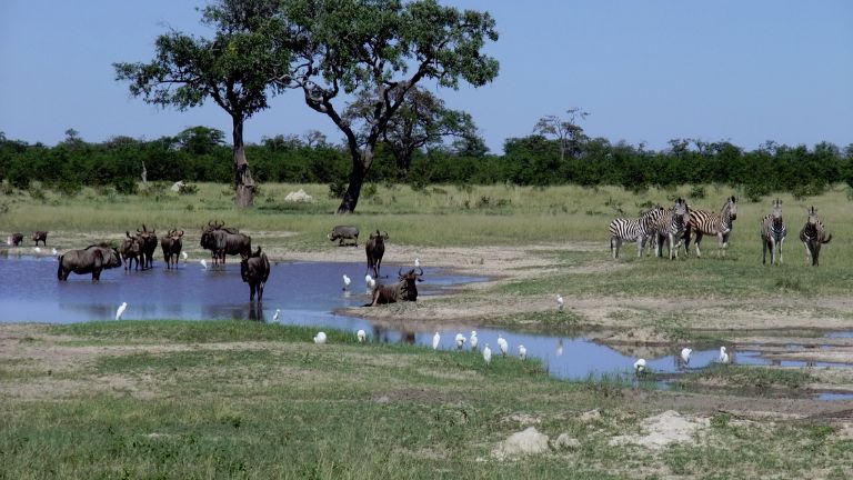Jour 11 : Le parc national Chobe (ct Botswana) / Les Chutes Victoiria (ct Zimbabwe) vol vers Johannesburg puis vol pour la France