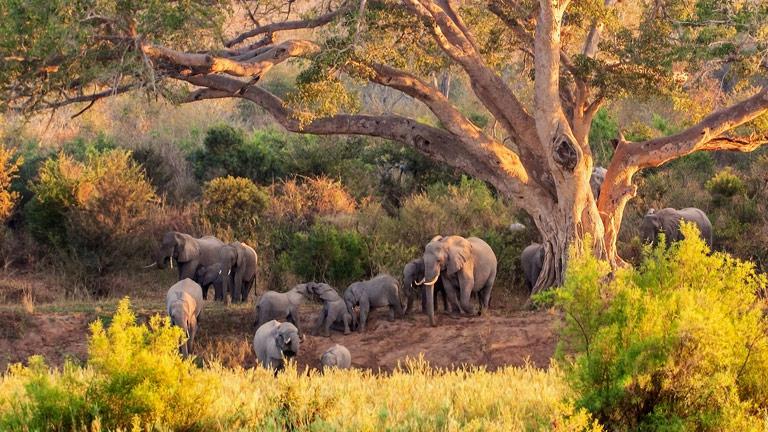 Park Kruger