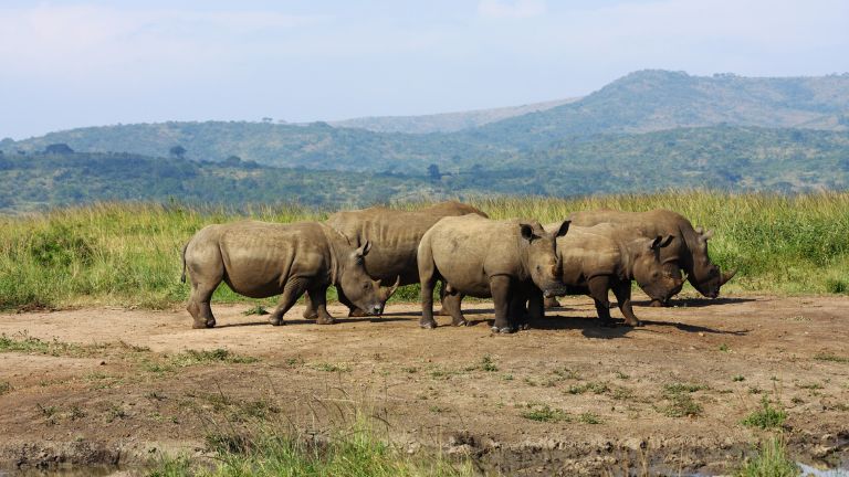 Jour 7 : Royaume d'Eswatini / Rserve Prive de Zulu Nyala