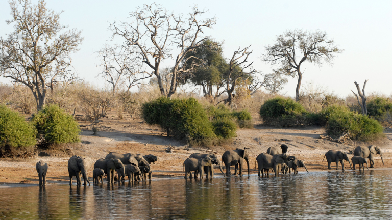 Jour 09 et 10 :  Moremi / Parc national de Chobe