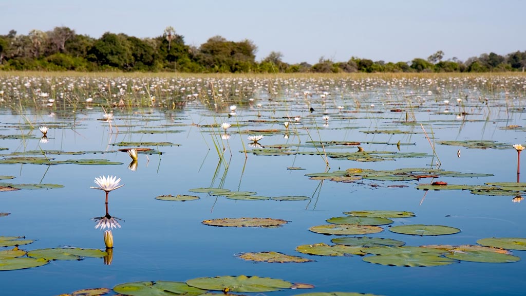 Delta de l'Okavango