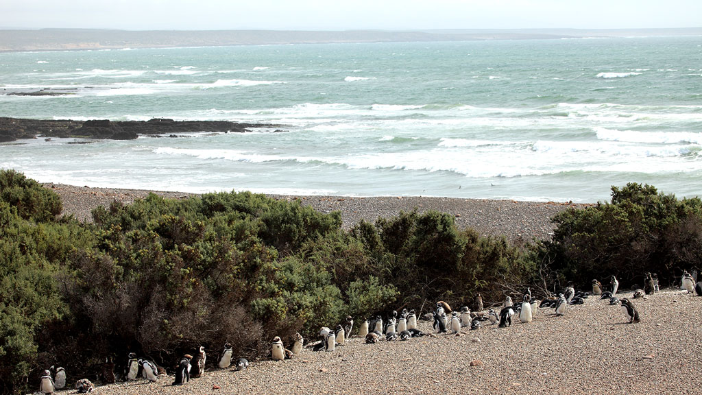 Jour 12 : Puerto Madryn