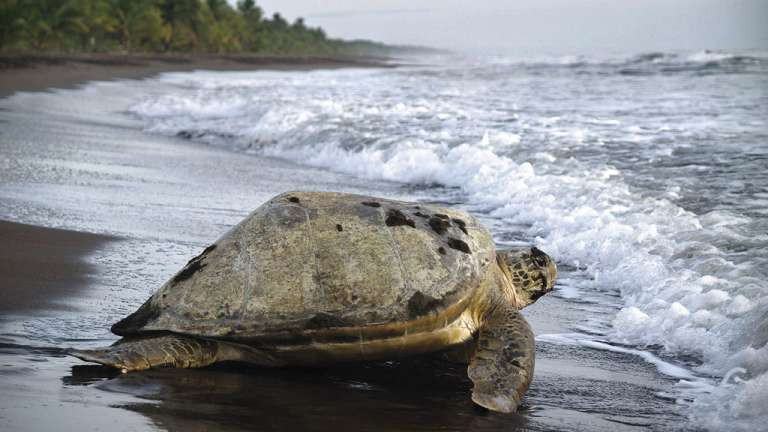 Tortuguero National Park