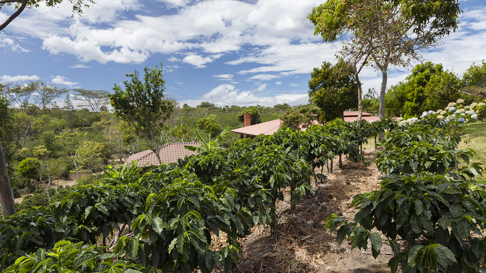 Plantations de caf�, Costa Rica