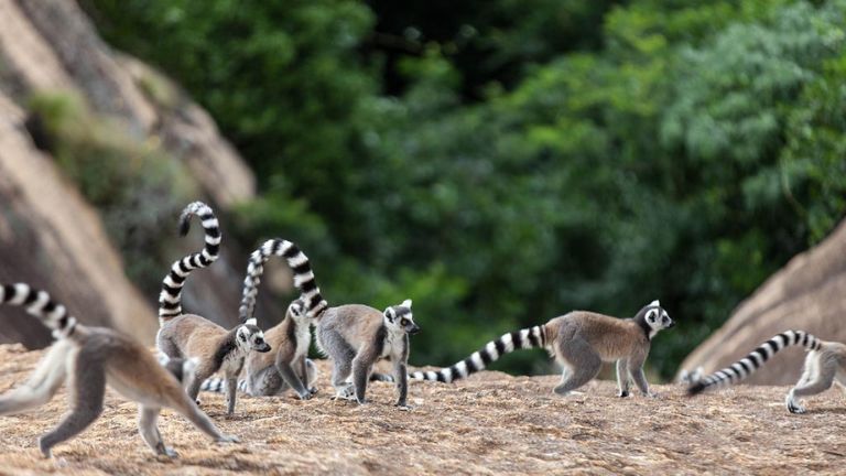 Lmuriens - Madagascar